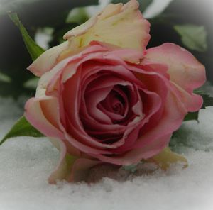 Close-up of pink rose