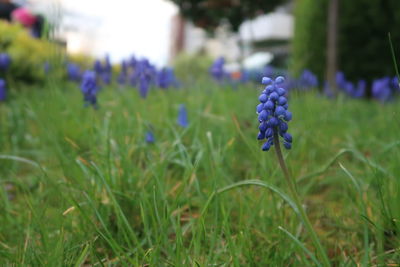 Close-up of purple flowering plants on field