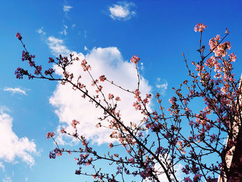 Low angle view of cherry blossoms against blue sky