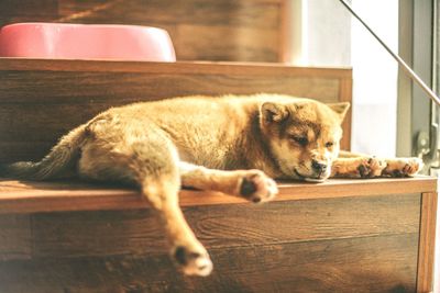 Close-up of dog sleeping on steps at home