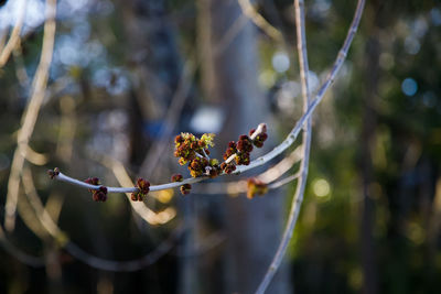 Close-up of cherry blossom