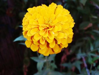 Close-up of yellow marigold flower