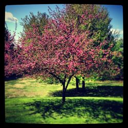 Pink flowers growing in field