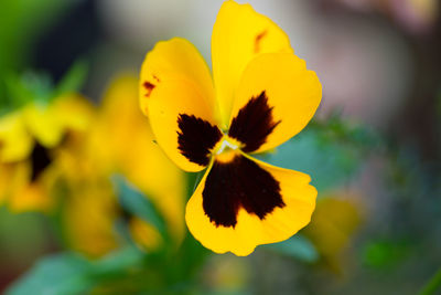 Close-up of yellow flowering plant