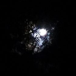 Low angle view of trees against sky at night