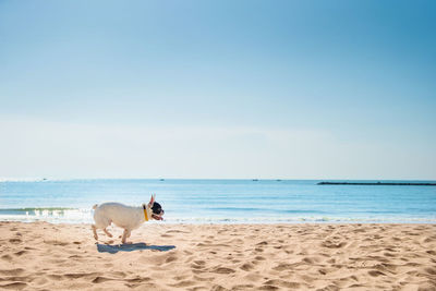 View of a dog on beach