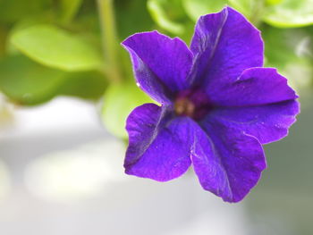 Close-up of purple flower