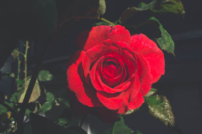 Close-up of pink rose