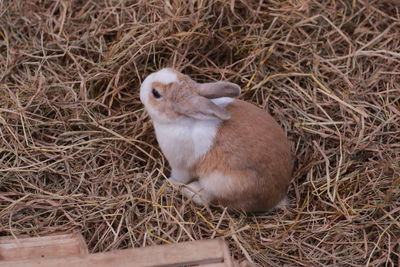 High angle view of rabbit on ground