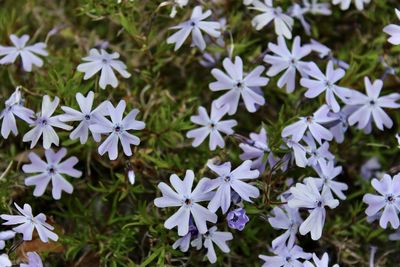 Close-up of white flowering plants