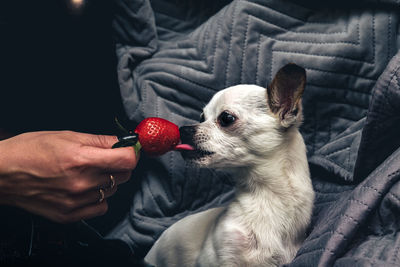 Dog licking strawberries, chihuahua and strawberries, animals eating fruit.