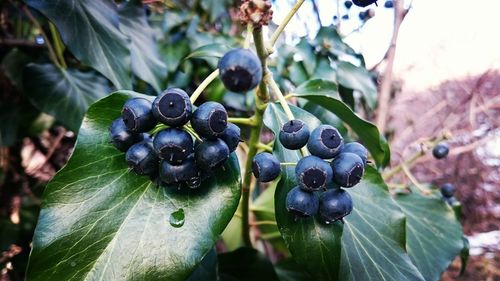 Close-up of berries growing on tree