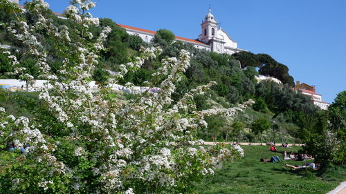 Flowering plants and trees by building against sky