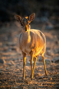 Kirk dik-dik stands on scrub eyeing camera