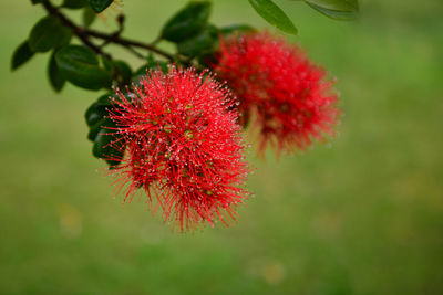 Close-up of red berries on plant