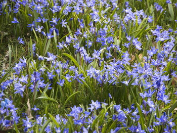 Close-up of purple flowering plants on field