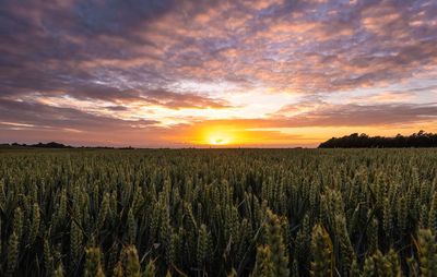 Scenic view of field against sky during sunset