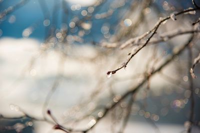 Close-up of wet plant during winter