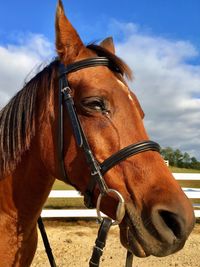 Close-up of horse standing against sky