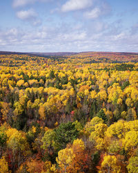 Scenic view of yellow flowering plants on landscape against sky