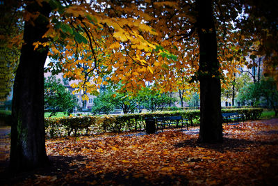 Autumn leaves on tree trunk