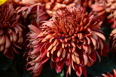 Close-up of pink dahlia