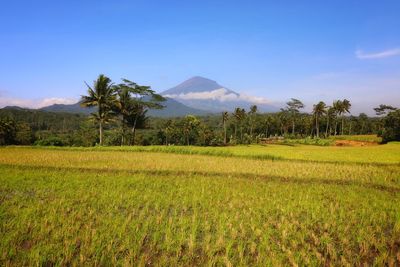 Scenic view of palm trees on field against sky