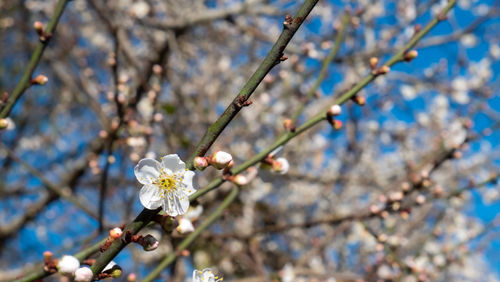 Low angle view of cherry blossoms in spring