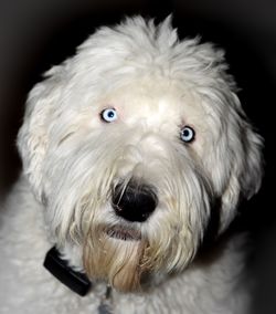Close-up portrait of dog