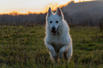 Portrait of white dog on field against sky