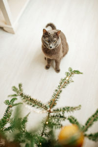 Close-up of cat on table
