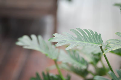 Close-up of green plant