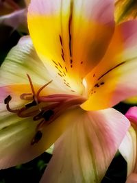 Close-up of day lily blooming outdoors