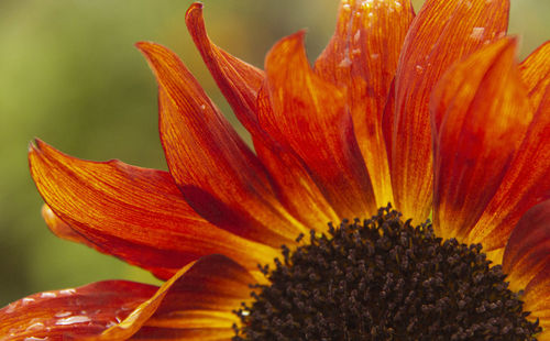 Close-up of orange flowering plant