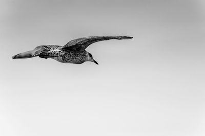 Bird flying against clear sky