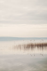 Flock of birds in lake against sky