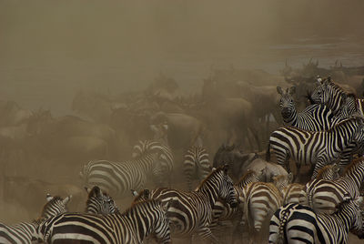 Africa Amboseli