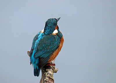 Low angle view of bird perching against clear sky