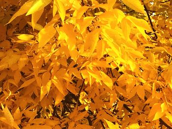 Full frame shot of yellow autumn leaves