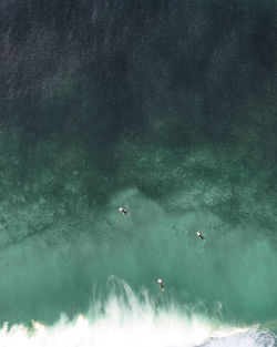 High angle view of surfers in sea surrounded by the school of fish 