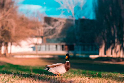 Close-up of duck on field