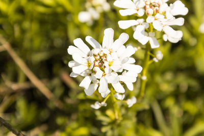 Close-up of white flowers