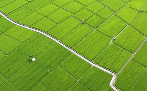 High angle view of agricultural field