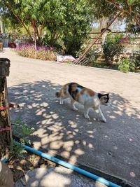Dog on the road