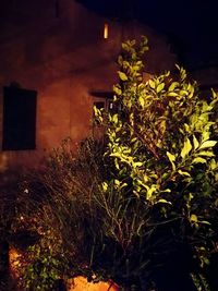 Close-up of plants at night