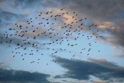 Flock of birds flying in cloudy sky at dusk