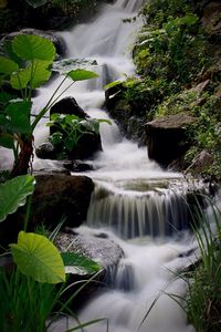 View of waterfall in forest