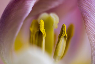 Close-up of purple flowering plant