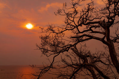 Beautiful silhouette leafless tree and sunset sky. calm and peaceful scene of sun, and dark sky.