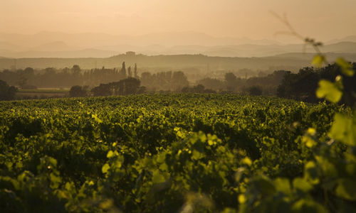 Scenic view of french vineyards  against sky during sunset